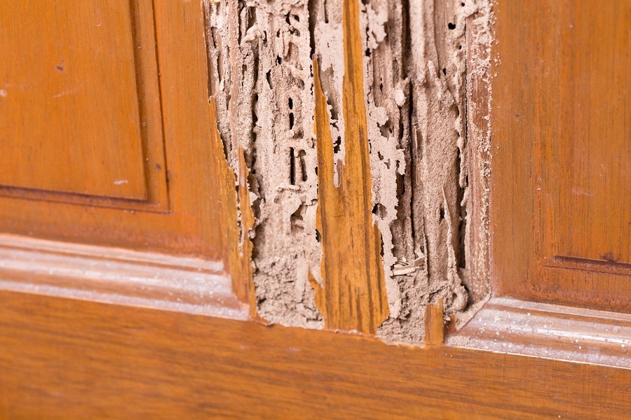 termite control service lagos
