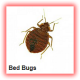 bed bugs fumigation