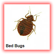 bed bugs fumigation
