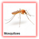 mosquitos fumigation