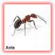 ANTS CONTROL AND FUMIGATION IN NIGERIA