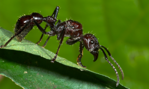 blue ant dangerous insect