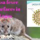 lassa fever outbreak