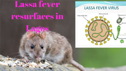 lassa fever outbreak