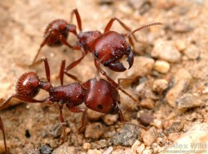 Maricopa Harvester Ant