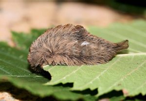 Puss Caterpillar