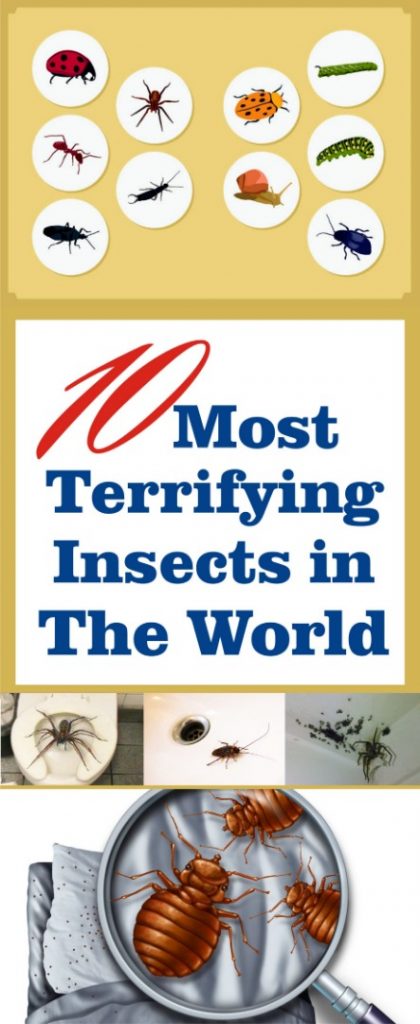 10 Most Terrifying insects in the world