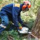 tree felling professionals in Lagos
