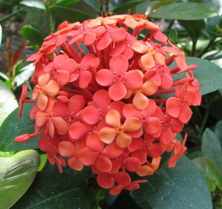 single ixora flower plant