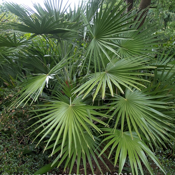 fan palm plant in Lagos Nigeria