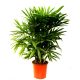 live lady palm flower supply
