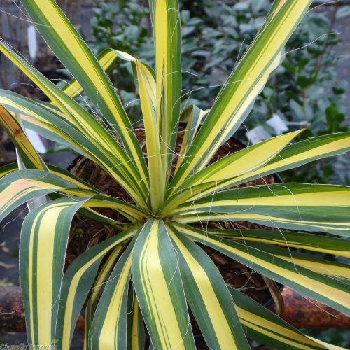 outdoor_yucca_plants._yucca_filamentosa_color_guard_4_