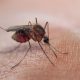 malaria causing mosquito