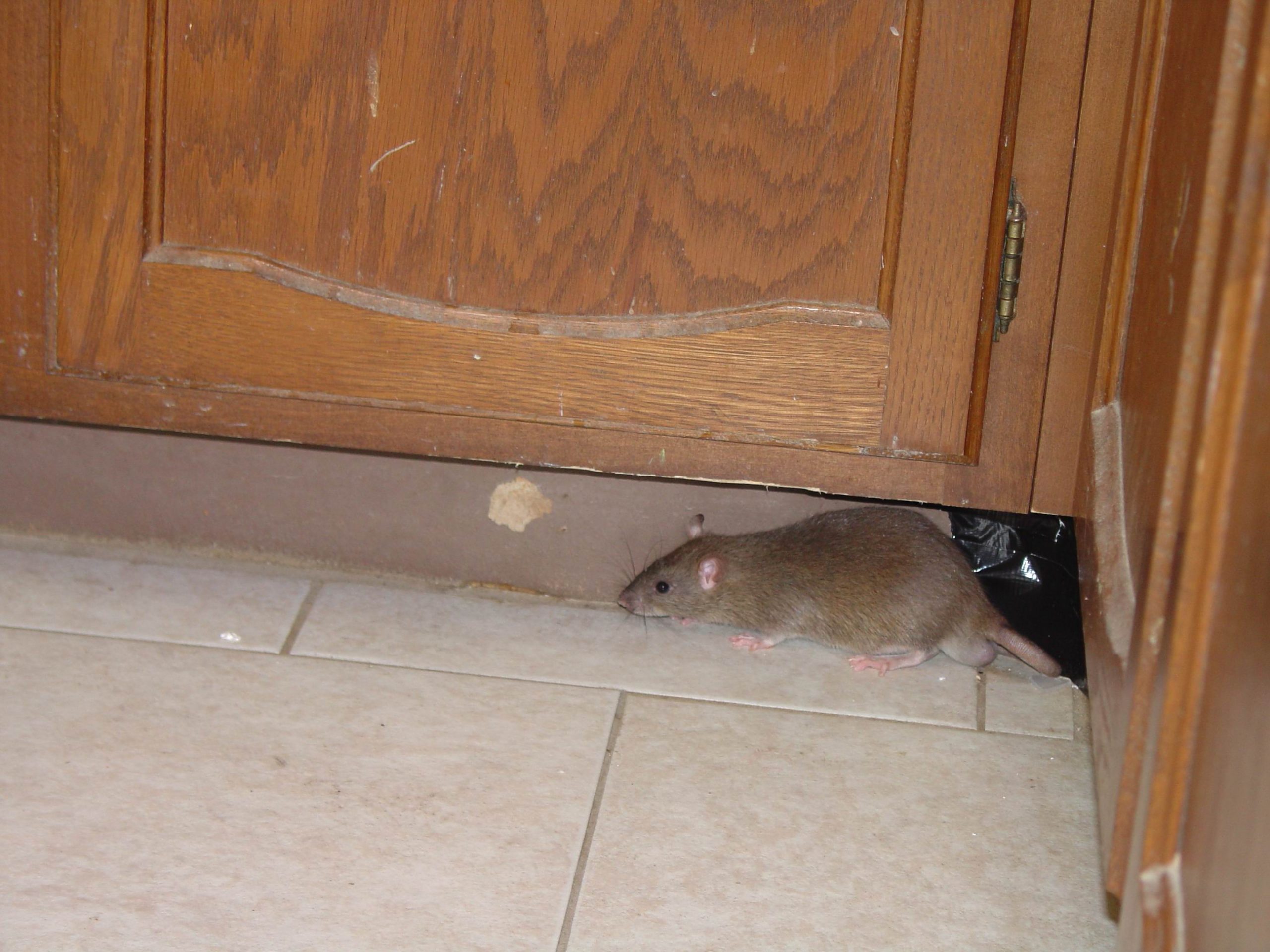 Rat Infested Kitchen 4 Reasons Rats Are Always In Your House - Cleaneat.NG