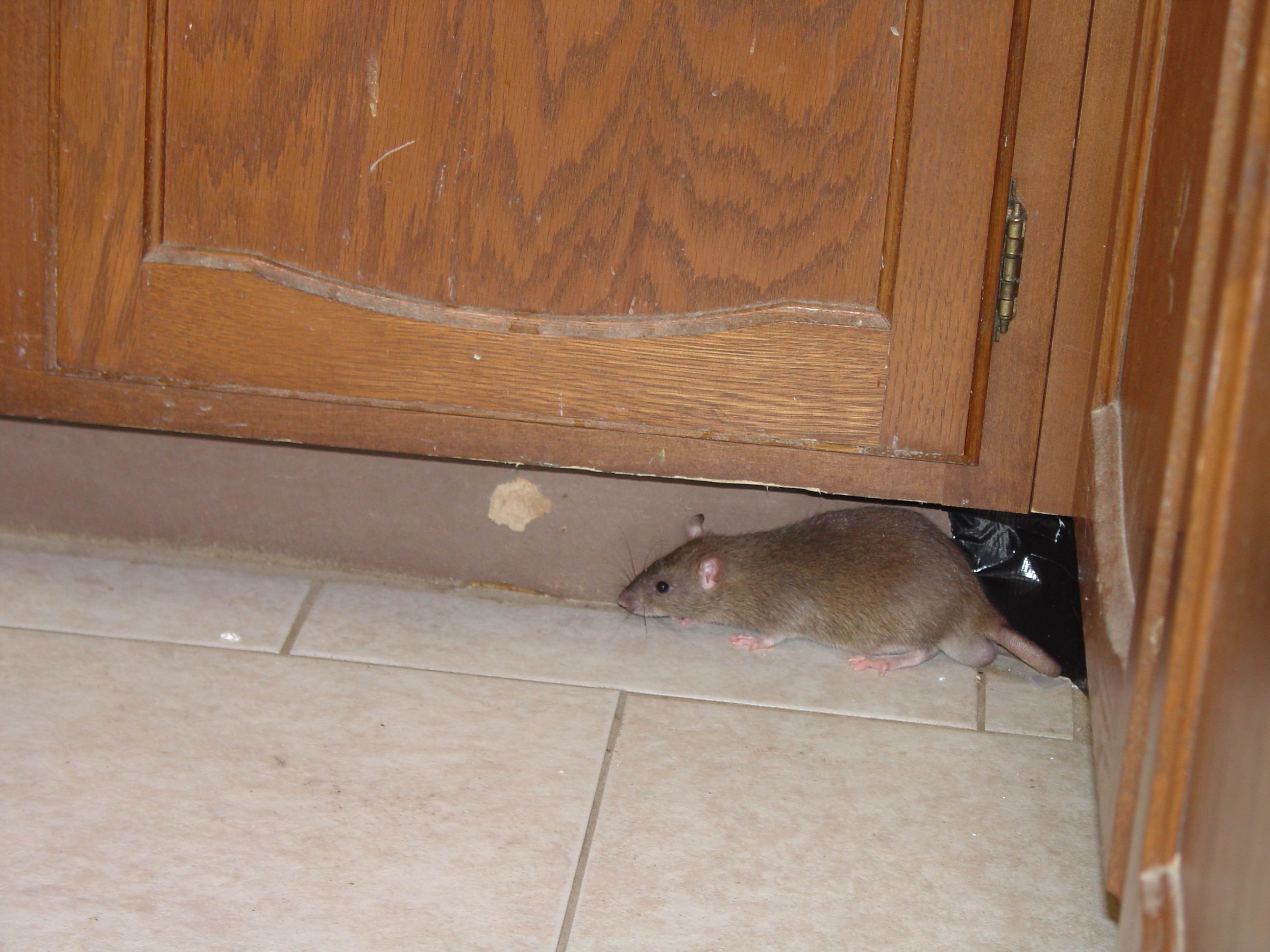 Как избавиться от мышей на участке. Мышь в квартире. Мыши в доме. Грызуны в квартире.