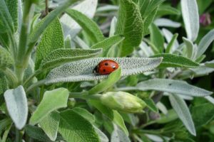 Sage flower plant