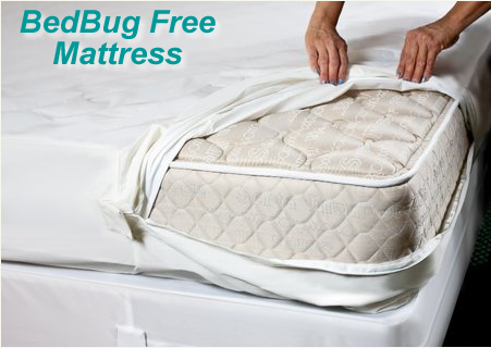 bed bug free service