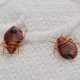 bed bug fumigation comany in nigeria