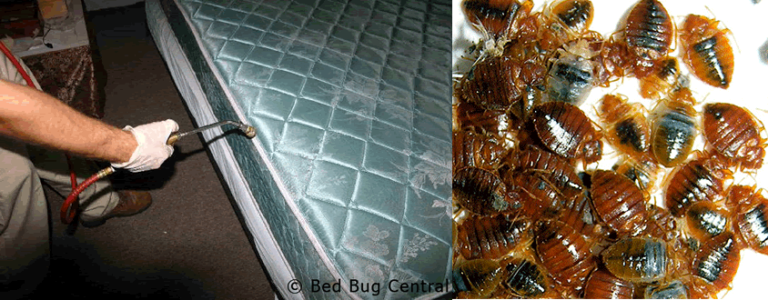 bed bug treatment  service lagos
