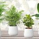 benefits of indoor plants in Nigeria
