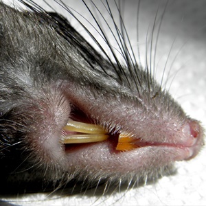 rat control experts in lagos