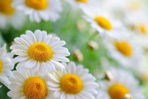 Chamomile flower plant