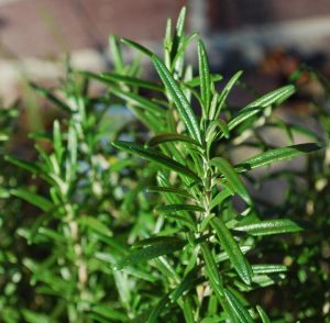 Rosemary flower plant Nigeria