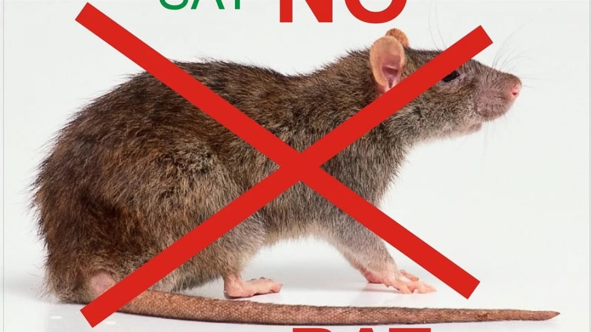 say no to rats