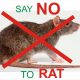 say no to rats