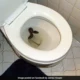 snake-in-toilet