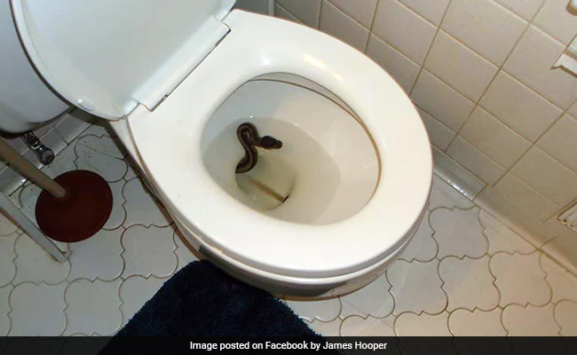 snake-in-toilet