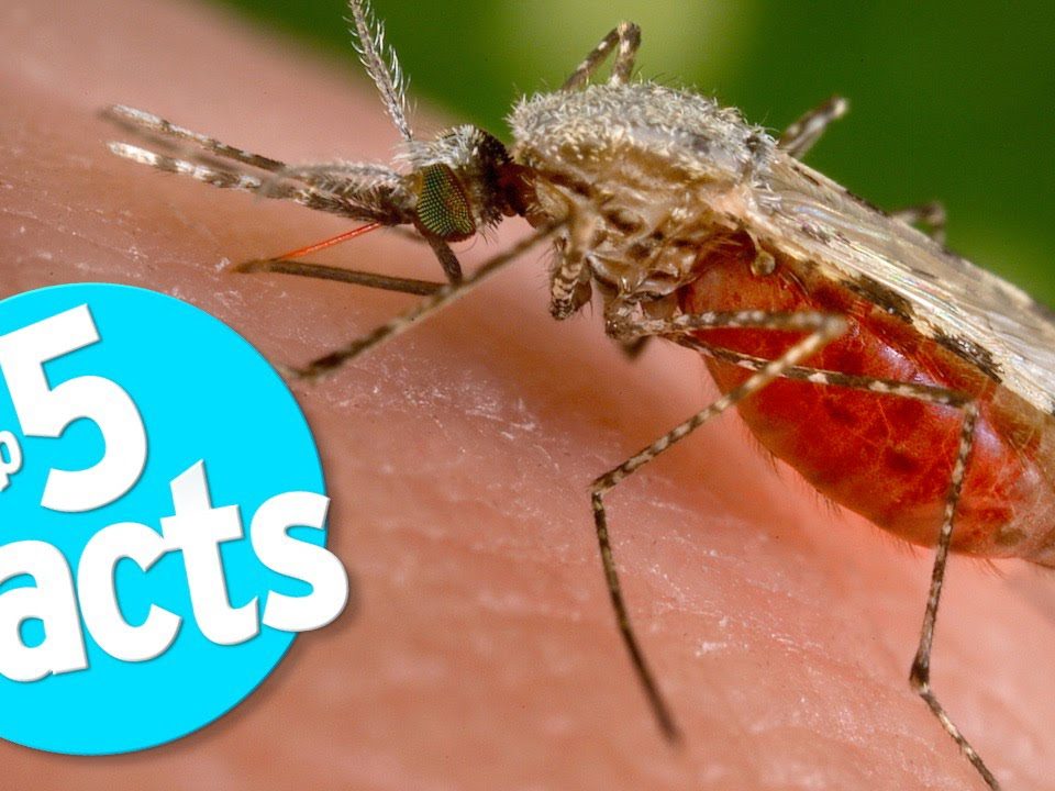 mosquito facts
