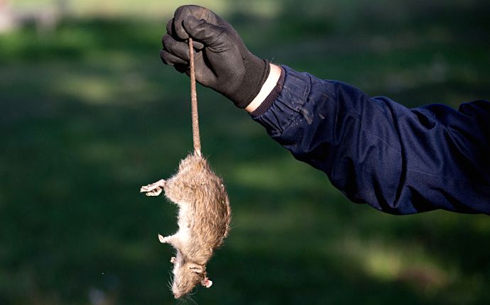 dead rat removal