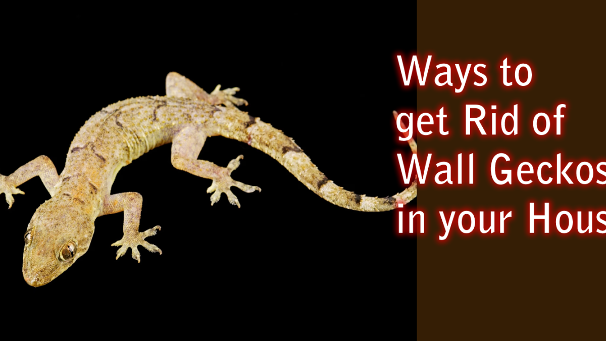How to remove wall geckos in nigeria.fw